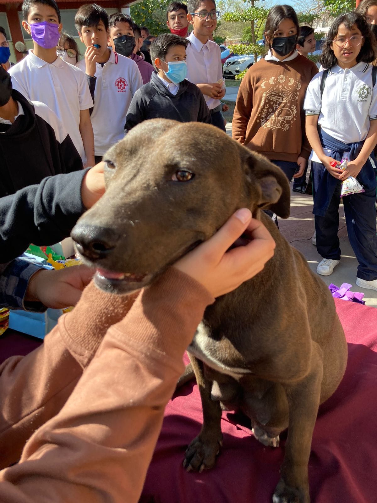 Estudiantes adoptaron a perrita embarazada y dieron hogar a sus 8 cachorros. Fuente: Facebook.