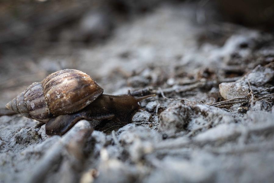 Caracol gigante africano. Foto: Agencia EFE.