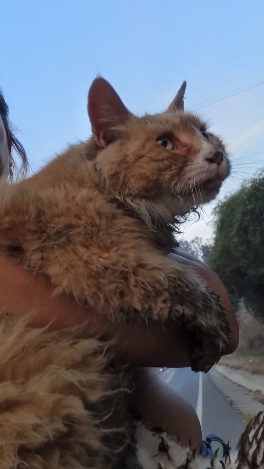 Neka, el gatito rescatado. Foto enviada por Sabrina a CHV Noticias.